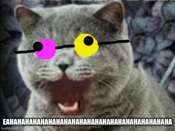 The face I make - Lolcats - lol, cat memes, funny cats