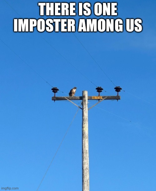 Seems kinda sus | THERE IS ONE IMPOSTER AMONG US | image tagged in memes,birb | made w/ Imgflip meme maker