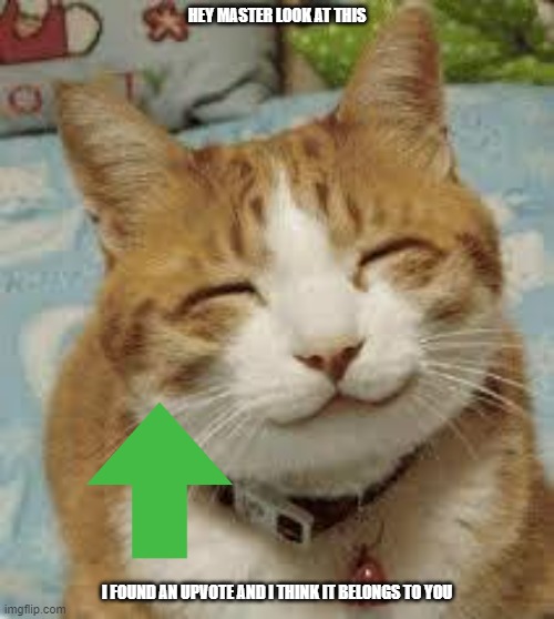 happy cats like upvotes | HEY MASTER LOOK AT THIS; I FOUND AN UPVOTE AND I THINK IT BELONGS TO YOU | image tagged in happy cat,upvotes,cuteness overload | made w/ Imgflip meme maker