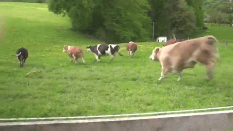 under the dome cow gif