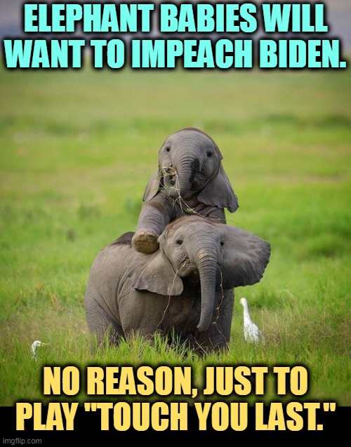 MAGA infants | ELEPHANT BABIES WILL WANT TO IMPEACH BIDEN. NO REASON, JUST TO PLAY "TOUCH YOU LAST." | image tagged in elephant,maga,republican,babies | made w/ Imgflip meme maker