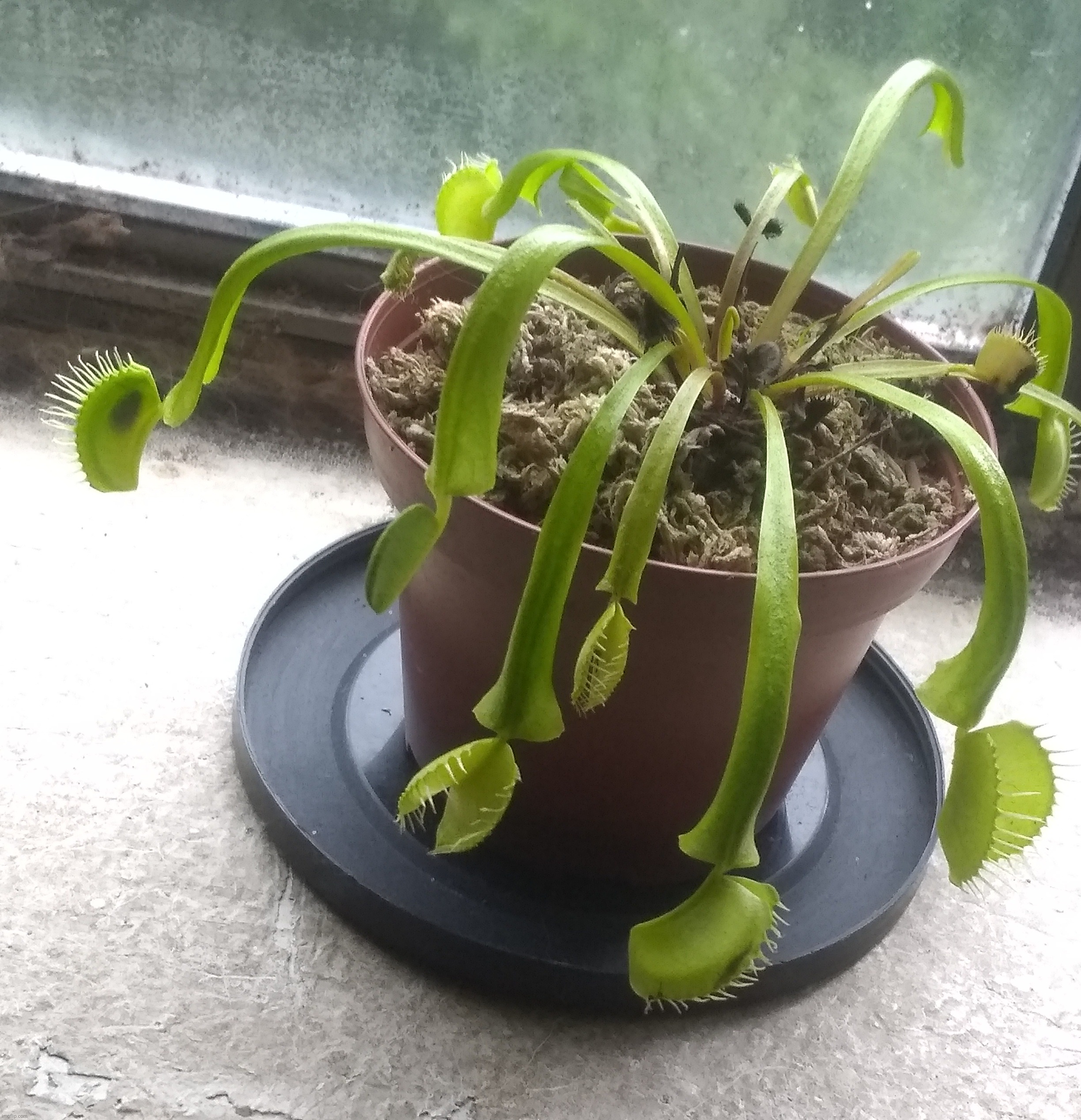 Young Venus Fly Trap | image tagged in plants,venus fly trap,photos | made w/ Imgflip meme maker