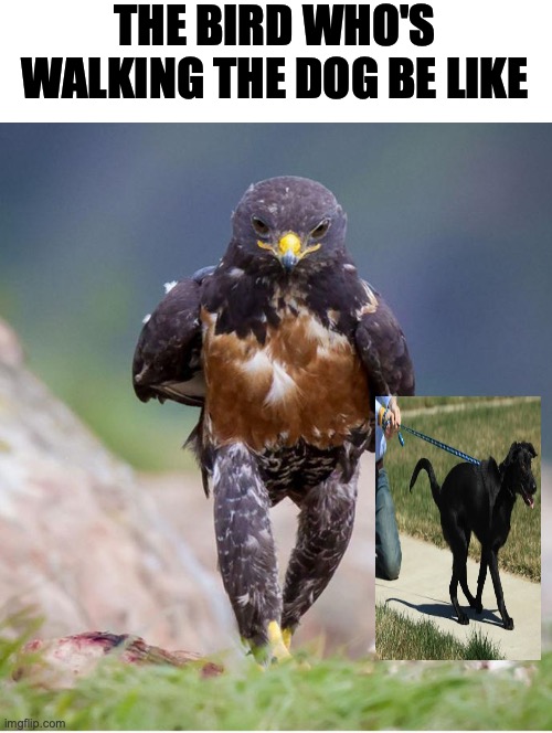 Bird walking a dog from you-had-one-job stream | THE BIRD WHO'S WALKING THE DOG BE LIKE | image tagged in wondering wandering falcon,bird,walking,dog | made w/ Imgflip meme maker