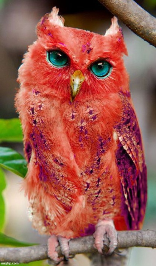 Red Owl | image tagged in awesome | made w/ Imgflip meme maker