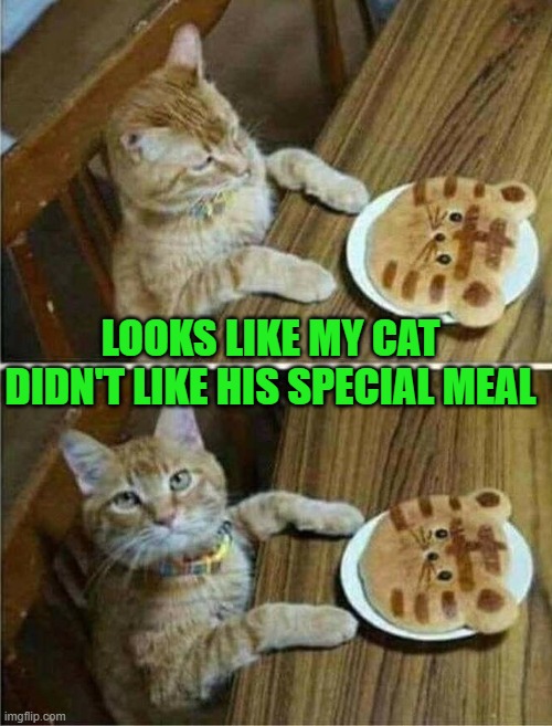 LOOKS LIKE MY CAT DIDN'T LIKE HIS SPECIAL MEAL | image tagged in cats | made w/ Imgflip meme maker