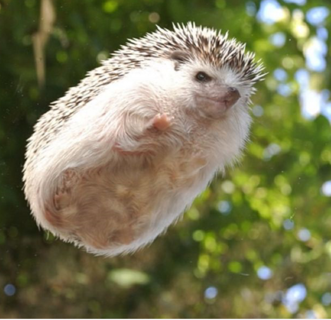 High Quality Flying Hedgehog Blank Meme Template