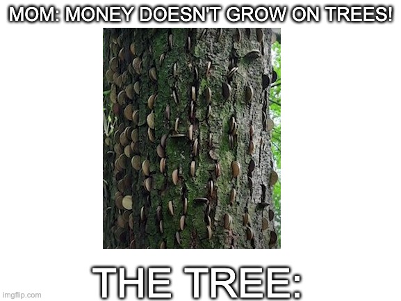 haha | MOM: MONEY DOESN'T GROW ON TREES! THE TREE: | image tagged in blank white template | made w/ Imgflip meme maker