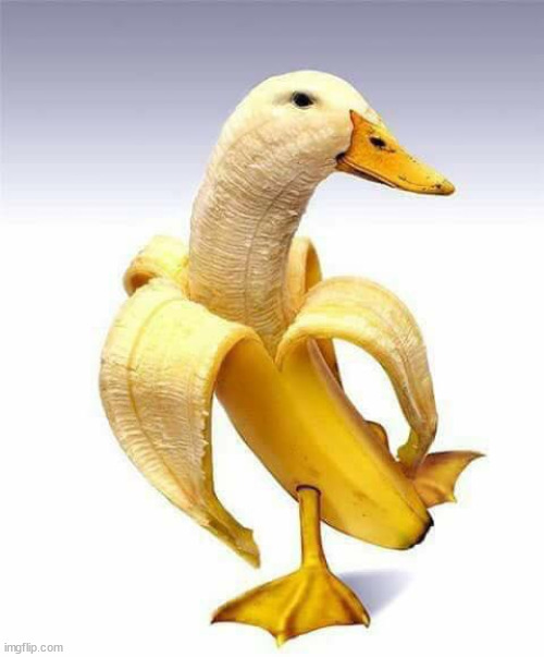 Duck Banana | image tagged in duck banana | made w/ Imgflip meme maker