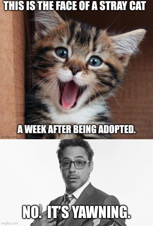 NO.  IT’S YAWNING. | image tagged in robert downey jr's comments | made w/ Imgflip meme maker