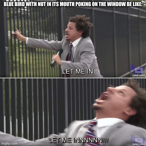 It's a story mom told me that happened earlier this morning | BLUE BIRD WITH NUT IN ITS MOUTH POKING ON THE WINDOW BE LIKE: | image tagged in eric andre let me in meme,birb,lol,tapping on window | made w/ Imgflip meme maker