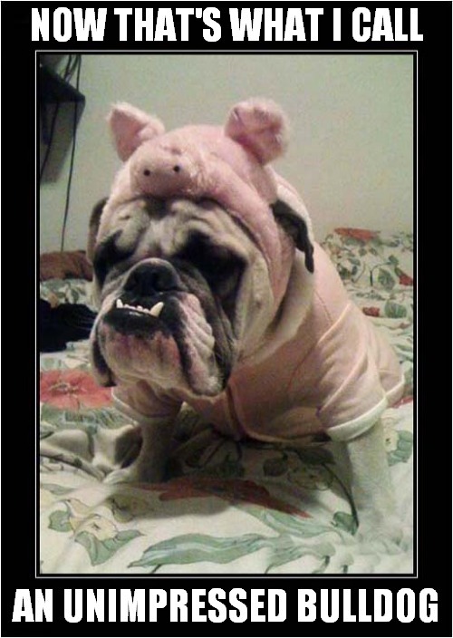 He Doesn't Like His Costume ! | NOW THAT'S WHAT I CALL; AN UNIMPRESSED BULLDOG | image tagged in dogs,now thats what i call,unimpressed,bulldog,costume | made w/ Imgflip meme maker