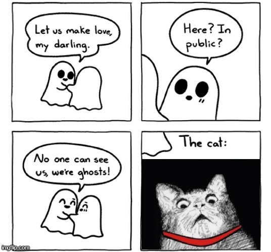 Happy Halloween | image tagged in cats | made w/ Imgflip meme maker