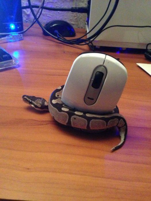 High Quality Snake crush mouse Blank Meme Template