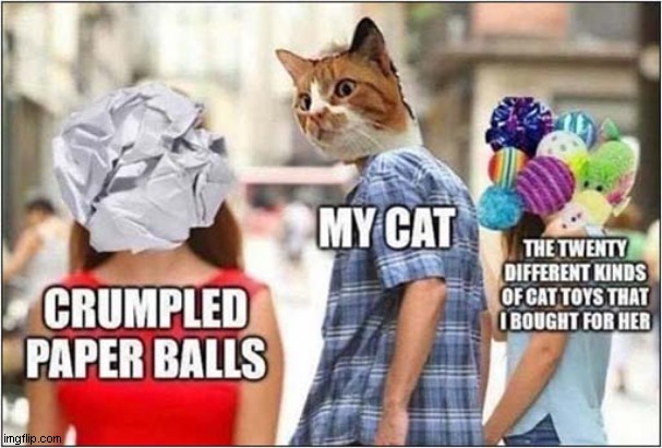 Ungrateful Cat ! | image tagged in cats,distracted boyfriend,toys | made w/ Imgflip meme maker