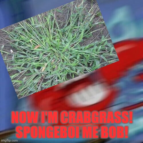 No. This is not ok. | NOW I'M CRABGRASS! SPONGEBOI ME BOB! | image tagged in this is not okie dokie,spongebob,spongebob me boy,mr crabs,crabgrass | made w/ Imgflip meme maker