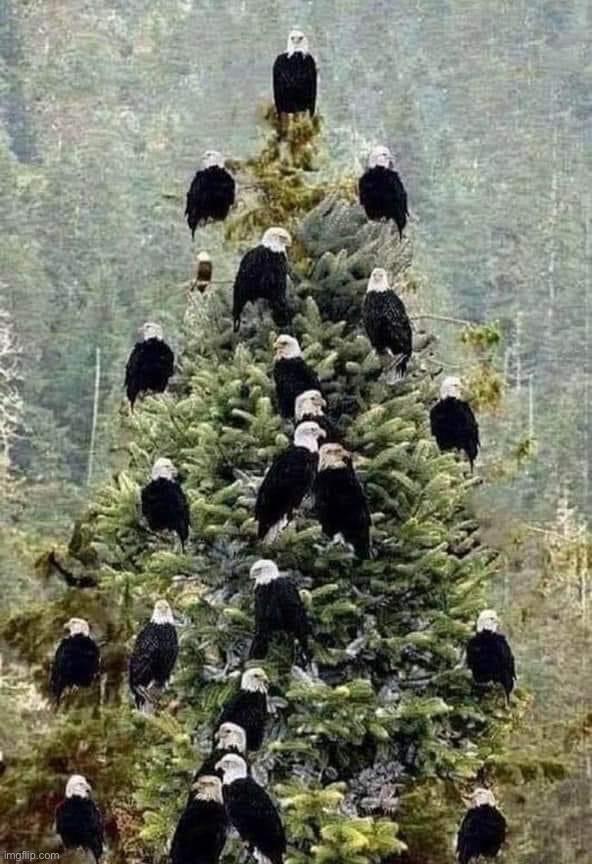 Bald Eagle Christmas tree | image tagged in bald eagle christmas tree | made w/ Imgflip meme maker