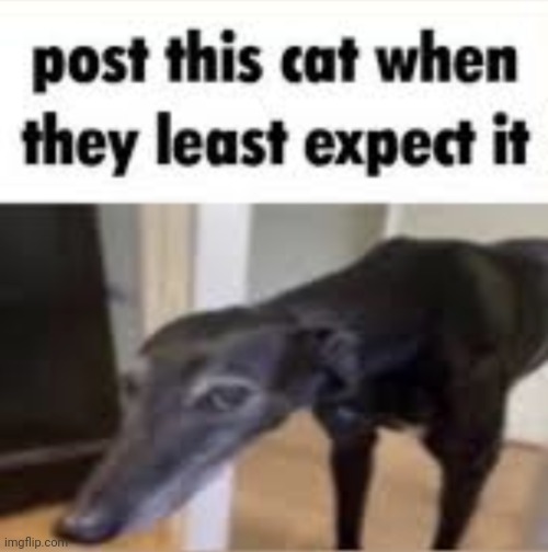 Cat | image tagged in cat | made w/ Imgflip meme maker