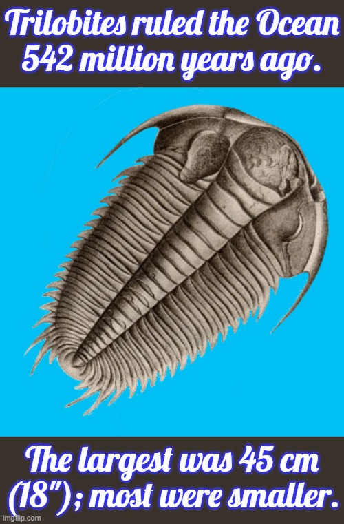 They lasted about 200 million years. | Trilobites ruled the Ocean
542 million years ago. The largest was 45 cm (18"); most were smaller. | image tagged in brown-gray trilobite,animals,ancient,biology | made w/ Imgflip meme maker