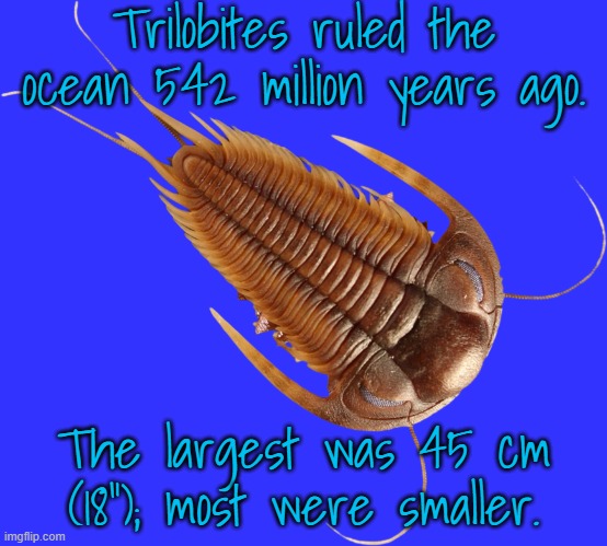 They lasted around 200 million years. | Trilobites ruled the ocean 542 million years ago. The largest was 45 cm (18"); most were smaller. | image tagged in red-brown trilobite,ancient,biology,animals | made w/ Imgflip meme maker