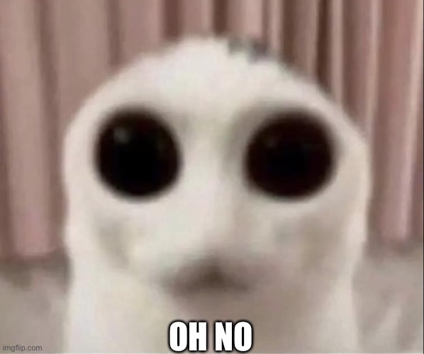 Big Eyed Cat | OH NO | image tagged in big eyed cat | made w/ Imgflip meme maker