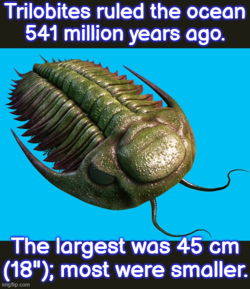 They lasted about 200 million years. | Trilobites ruled the ocean
541 million years ago. The largest was 45 cm (18"); most were smaller. | image tagged in green and red trilobite,animals,ancient,biology | made w/ Imgflip meme maker