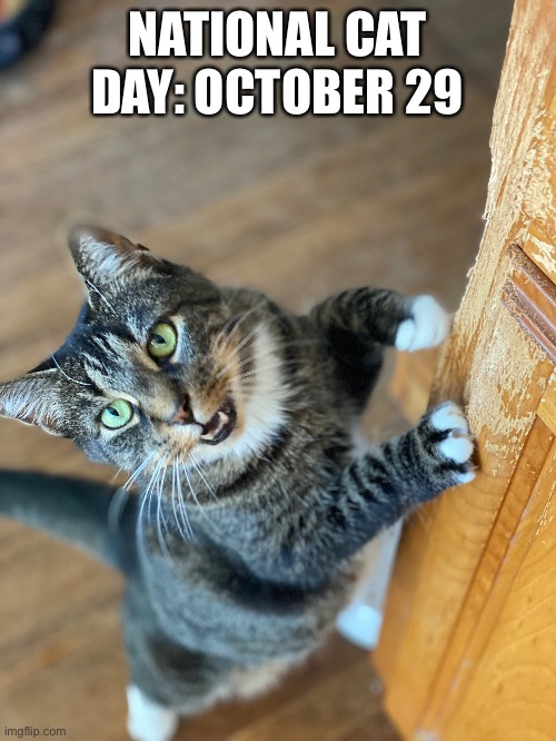 National cat day October 29 | NATIONAL CAT DAY: OCTOBER 29 | image tagged in memes | made w/ Imgflip meme maker