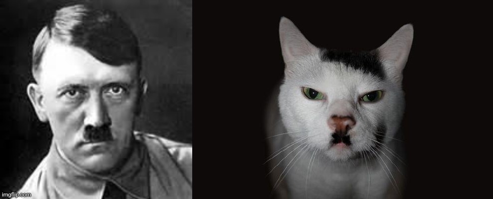 image tagged in adolf hitler,hitler cat | made w/ Imgflip meme maker