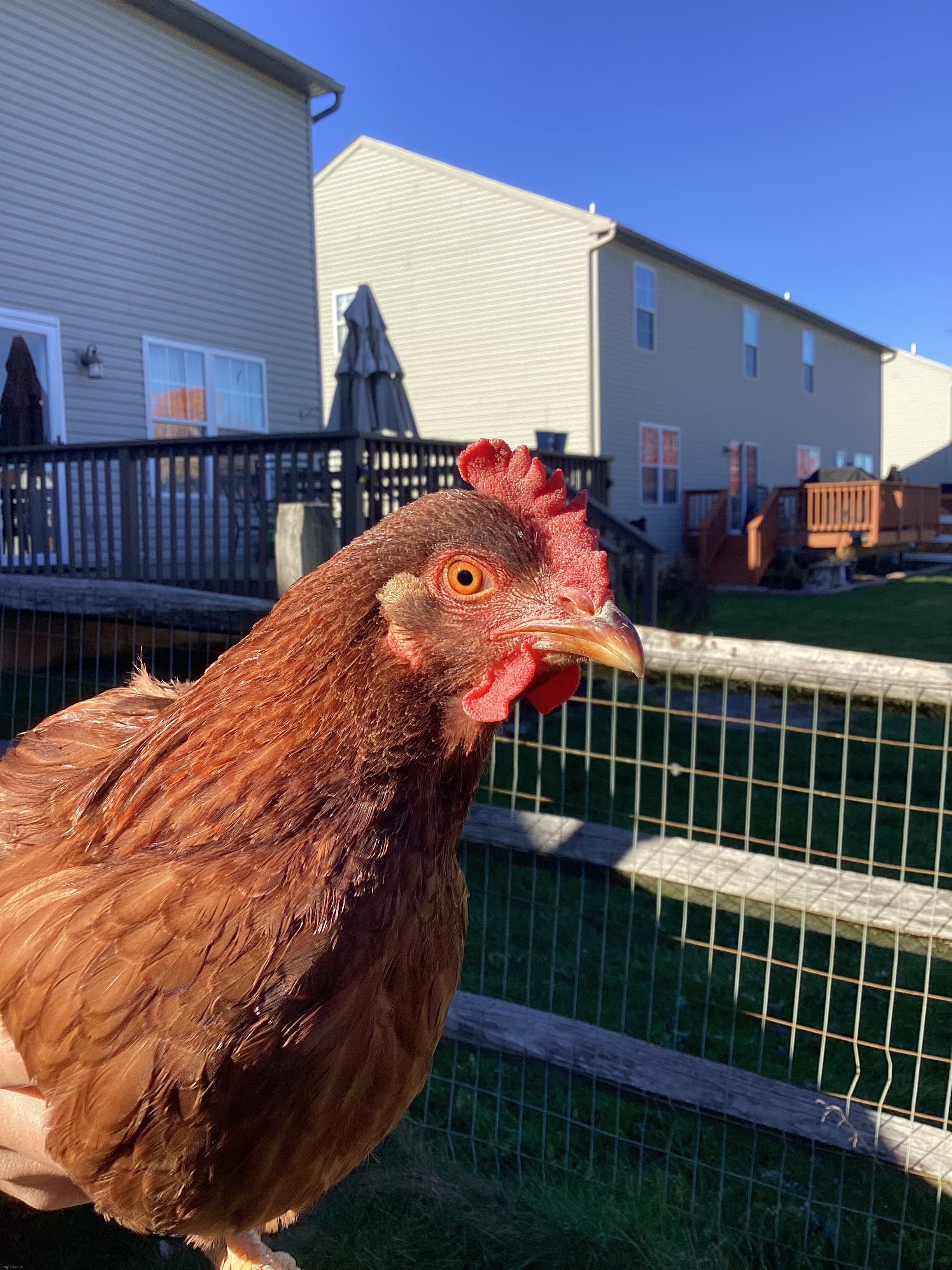 One of my neighbors chickens | image tagged in share your own photos | made w/ Imgflip meme maker