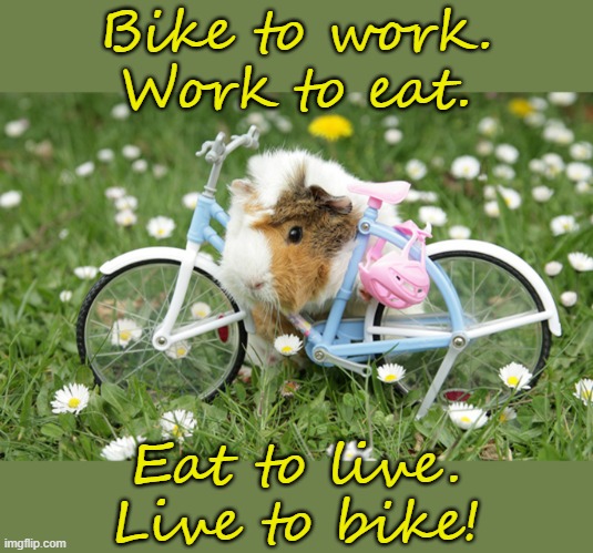 Whoever you are. |  Bike to work.
Work to eat. Eat to live.
Live to bike! | image tagged in bike guinea pig,bicycle,enjoy | made w/ Imgflip meme maker