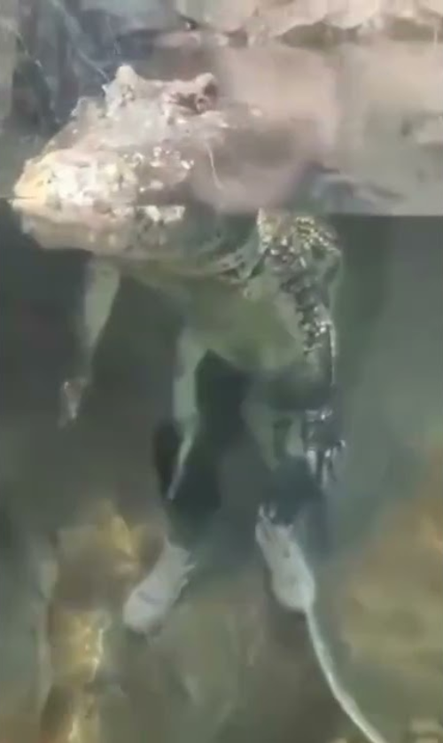 alligator drip Blank Meme Template