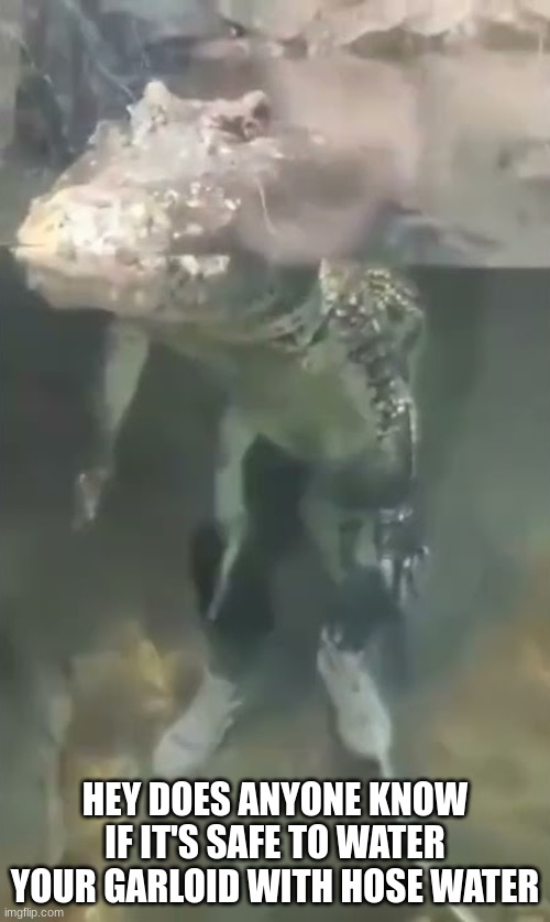 alligator drip | HEY DOES ANYONE KNOW IF IT'S SAFE TO WATER YOUR GARLOID WITH HOSE WATER | image tagged in alligator drip | made w/ Imgflip meme maker