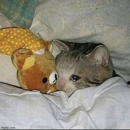 Crying cat in bed | image tagged in crying cat in bed | made w/ Imgflip meme maker