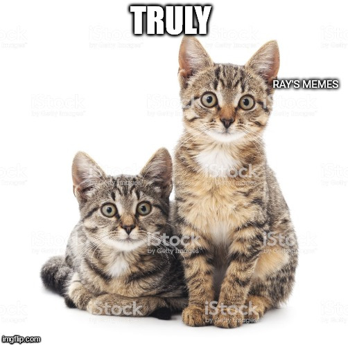 Pussies | TRULY | image tagged in pussies | made w/ Imgflip meme maker
