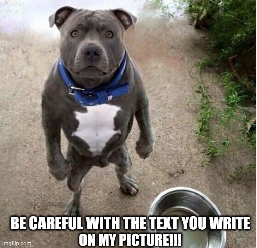 Hungry Dog | BE CAREFUL WITH THE TEXT YOU WRITE; ON MY PICTURE!!! | image tagged in hungry dog | made w/ Imgflip meme maker