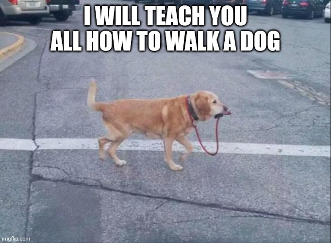 dog walking himself | I WILL TEACH YOU ALL HOW TO WALK A DOG | image tagged in dog walking himself | made w/ Imgflip meme maker