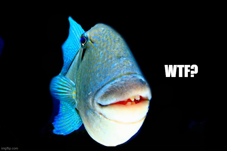 wtf? | WTF? | image tagged in kewlew,wtf | made w/ Imgflip meme maker