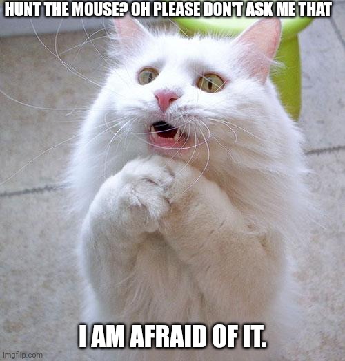 Begging Cat | HUNT THE MOUSE? OH PLEASE DON'T ASK ME THAT; I AM AFRAID OF IT. | image tagged in begging cat | made w/ Imgflip meme maker