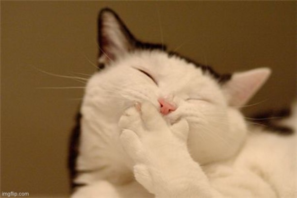 cat laughing | image tagged in cat laughing | made w/ Imgflip meme maker