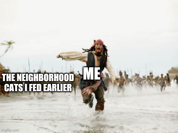 The neighborhood Cinderella | ME; THE NEIGHBORHOOD CATS I FED EARLIER | image tagged in memes,jack sparrow being chased | made w/ Imgflip meme maker