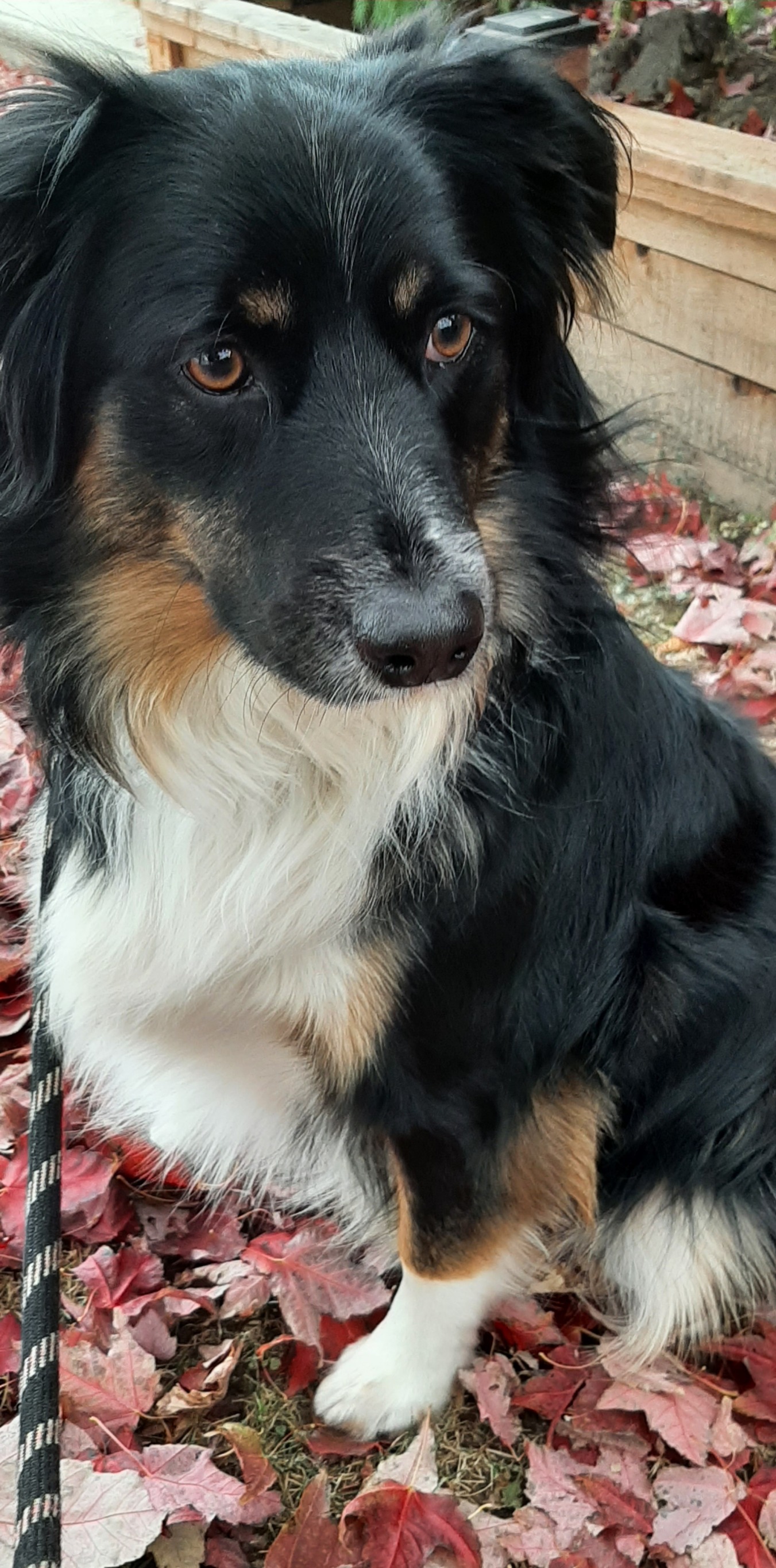 The good dog Blank Meme Template