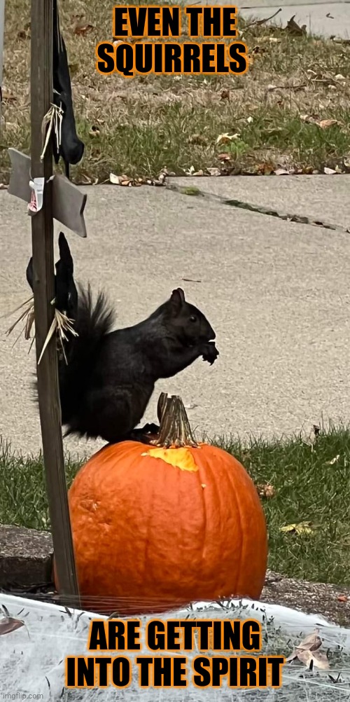 SPOOKY SQUIRREL | EVEN THE SQUIRRELS; ARE GETTING INTO THE SPIRIT | image tagged in squirrel,pumpkin,halloween,spooktober | made w/ Imgflip meme maker