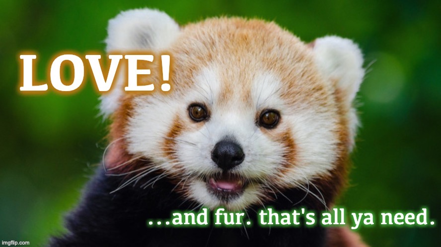 Red Panda Wisdom | image tagged in love,red panda,inspirational memes | made w/ Imgflip meme maker