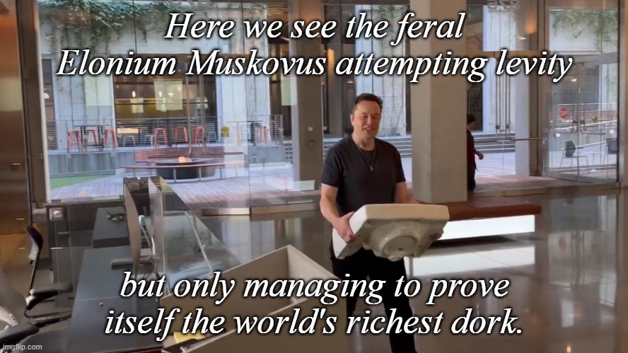Where's David Attenborough when we need him? | Here we see the feral Elonium Muskovus attempting levity; but only managing to prove itself the world's richest dork. | image tagged in the richest dork in the world | made w/ Imgflip meme maker