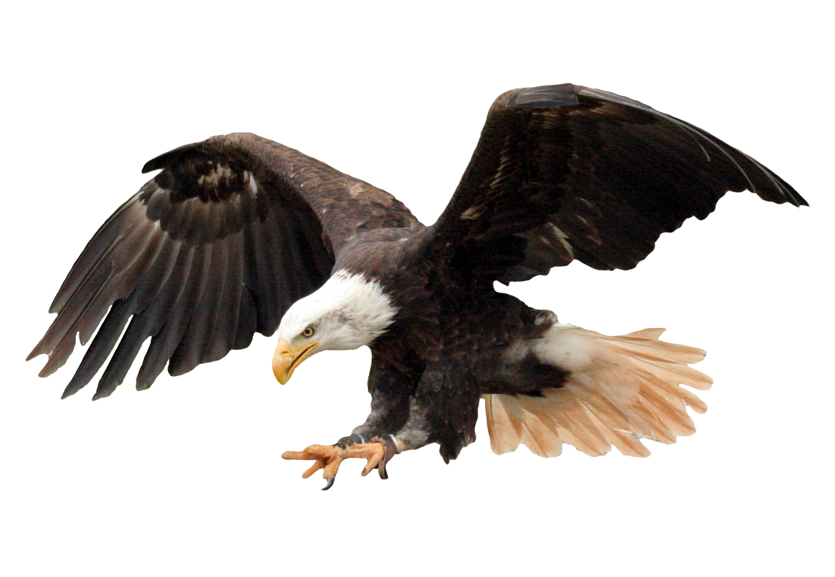 High Quality Eagle Blank Meme Template