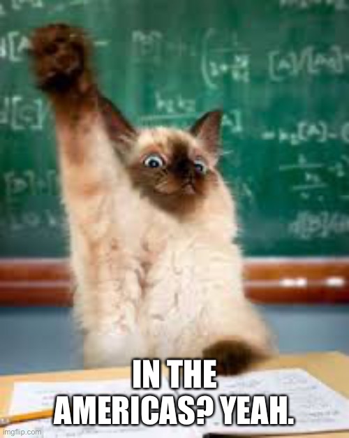 Raised hand cat | IN THE AMERICAS? YEAH. | image tagged in raised hand cat | made w/ Imgflip meme maker