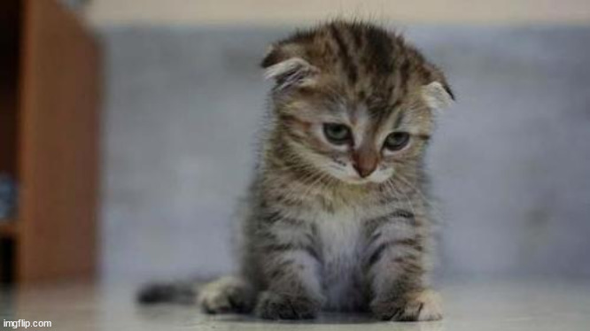 Sad kitten | image tagged in sad kitten | made w/ Imgflip meme maker