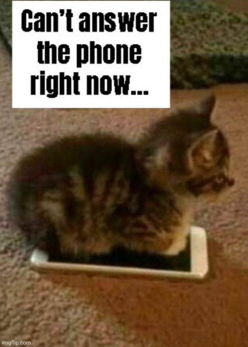 Can't answer the phone right now | image tagged in can't answer the phone right now,cute cat | made w/ Imgflip meme maker