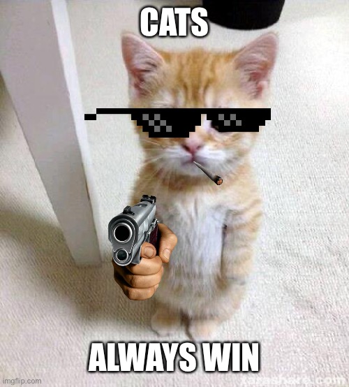 Cute Cat Meme | CATS ALWAYS WIN | image tagged in memes,cute cat | made w/ Imgflip meme maker