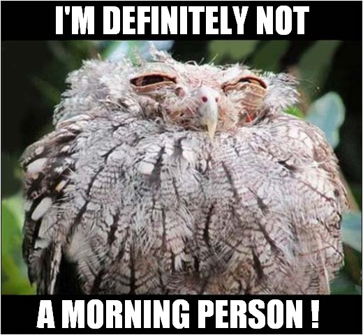 I Know Exactly How It Feels ! | I'M DEFINITELY NOT; A MORNING PERSON ! | image tagged in owl,morning person | made w/ Imgflip meme maker