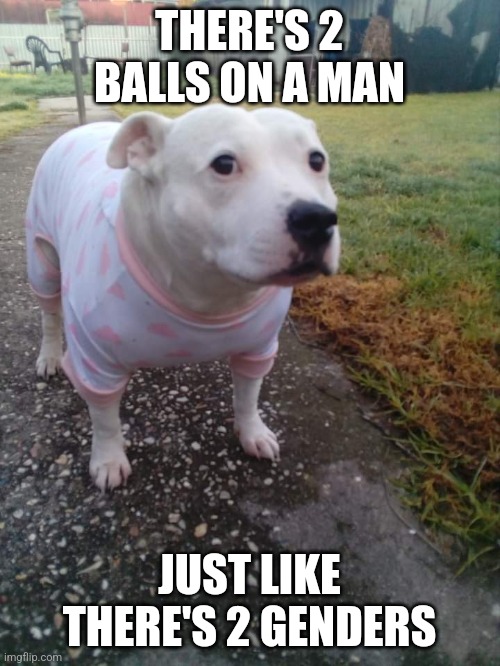 High quality Huh Dog | THERE'S 2 BALLS ON A MAN; JUST LIKE THERE'S 2 GENDERS | image tagged in high quality huh dog | made w/ Imgflip meme maker